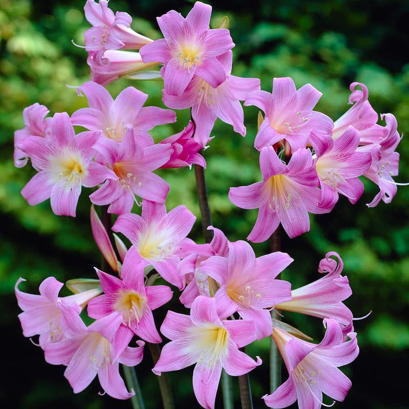 amaryllis-belladonna