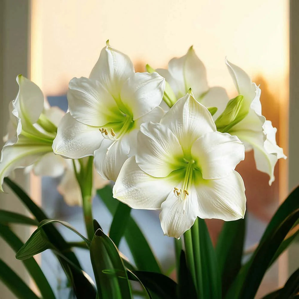 Amaryllis Blanc