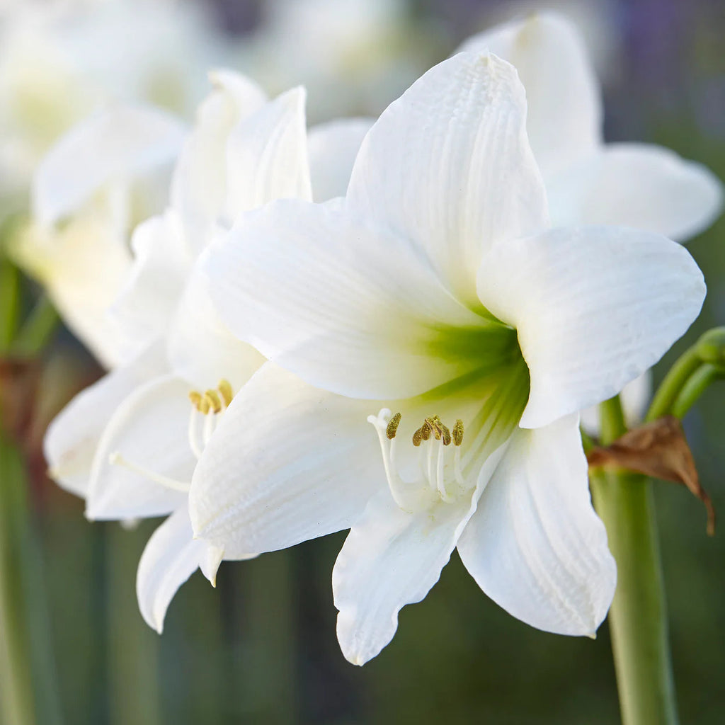 Amaryllis Blanc