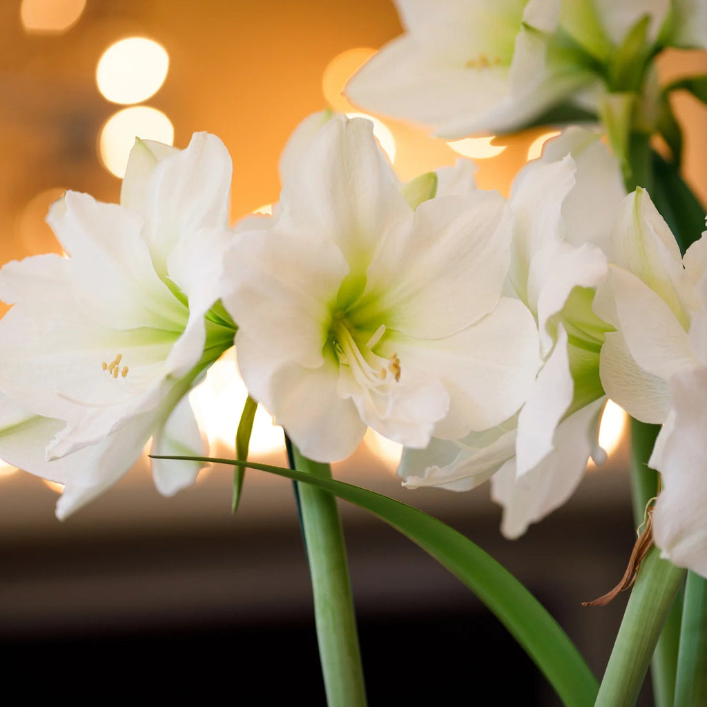 Amaryllis Blanc