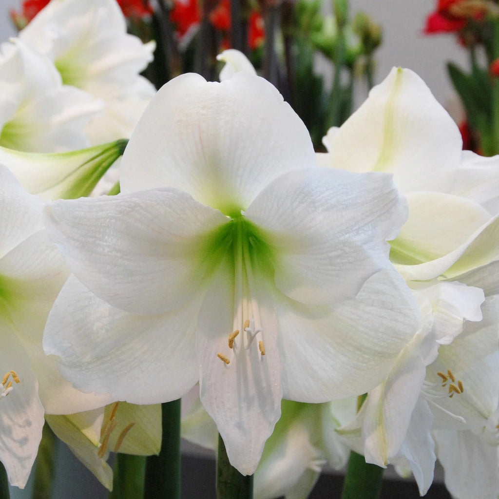 Amaryllis Blanc