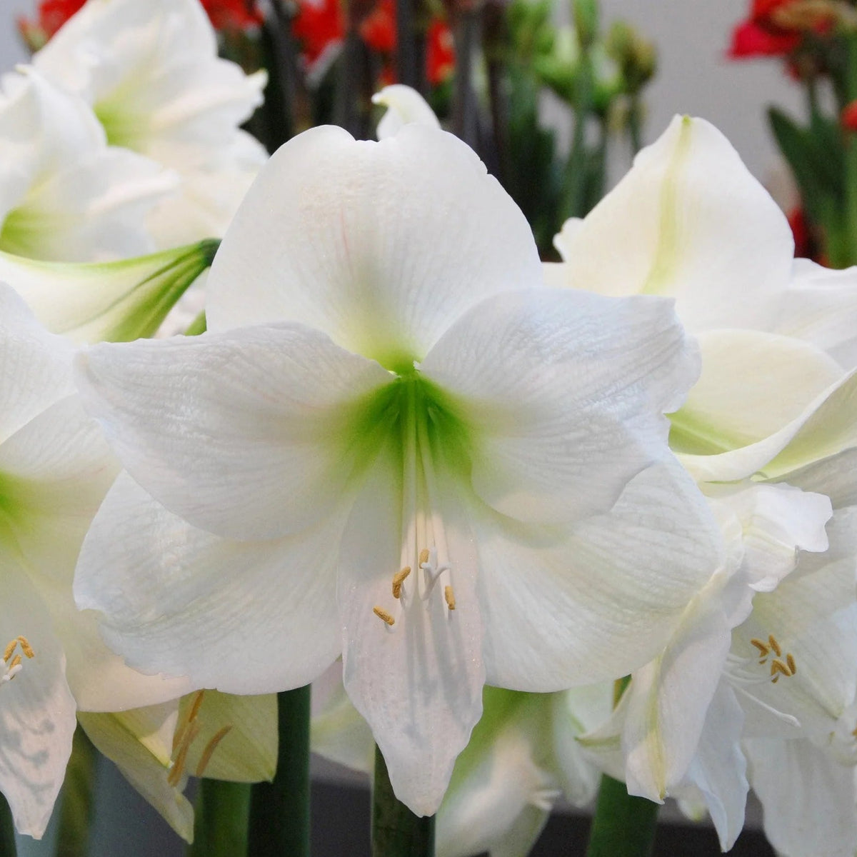 Amaryllis Blanc