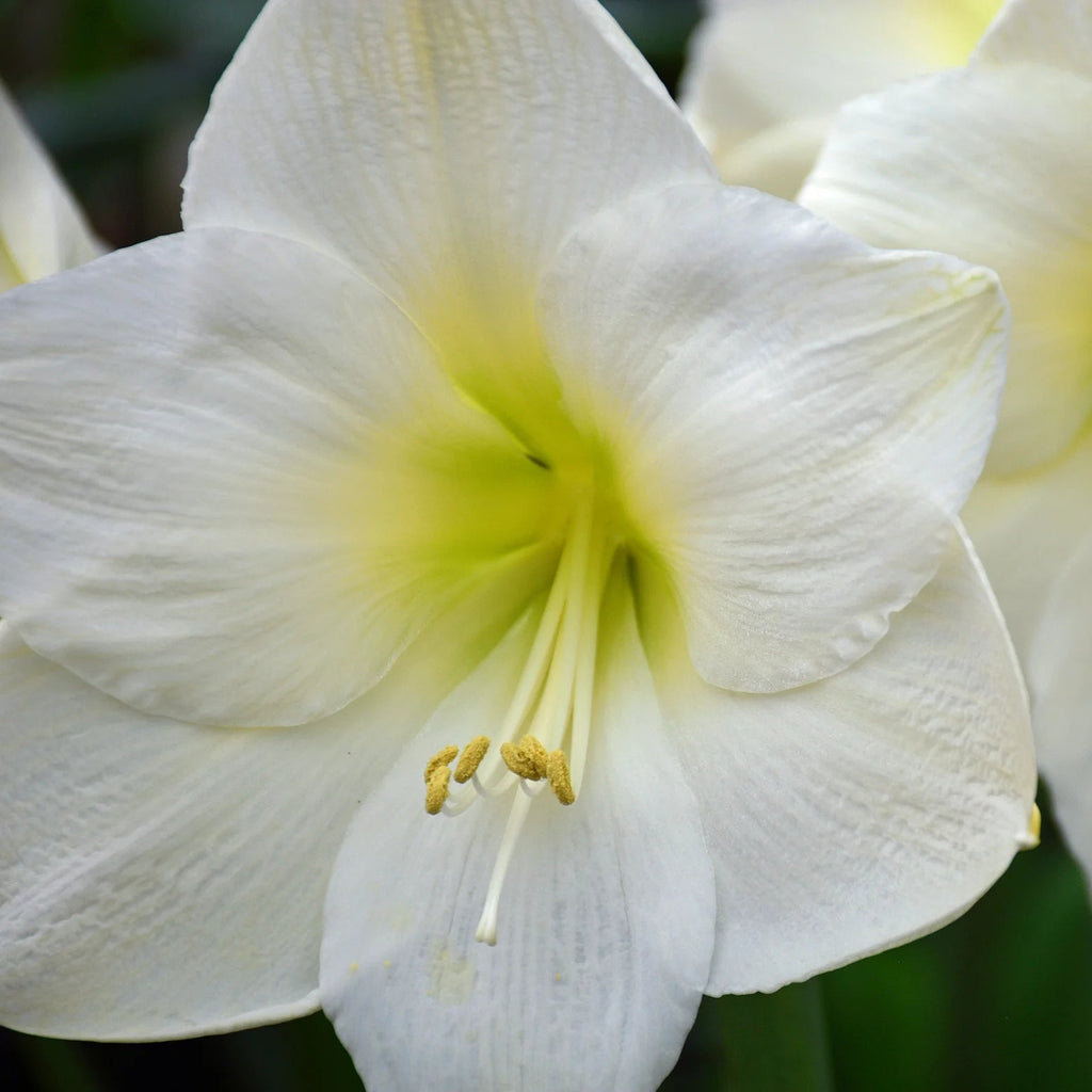 Amaryllis Blanc