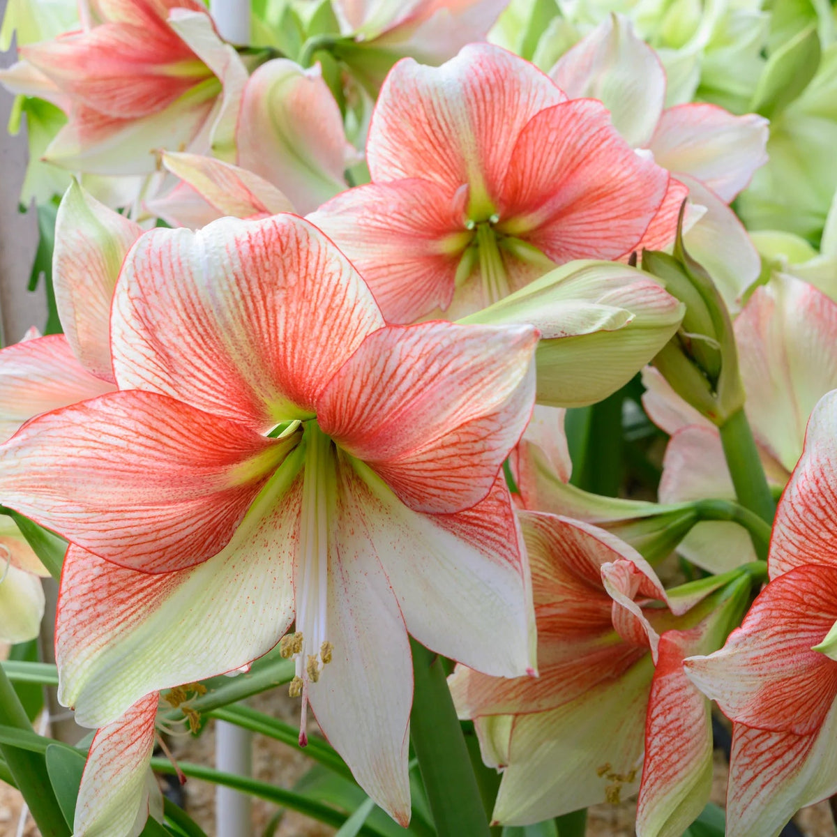amaryllis-grandise-fantasy