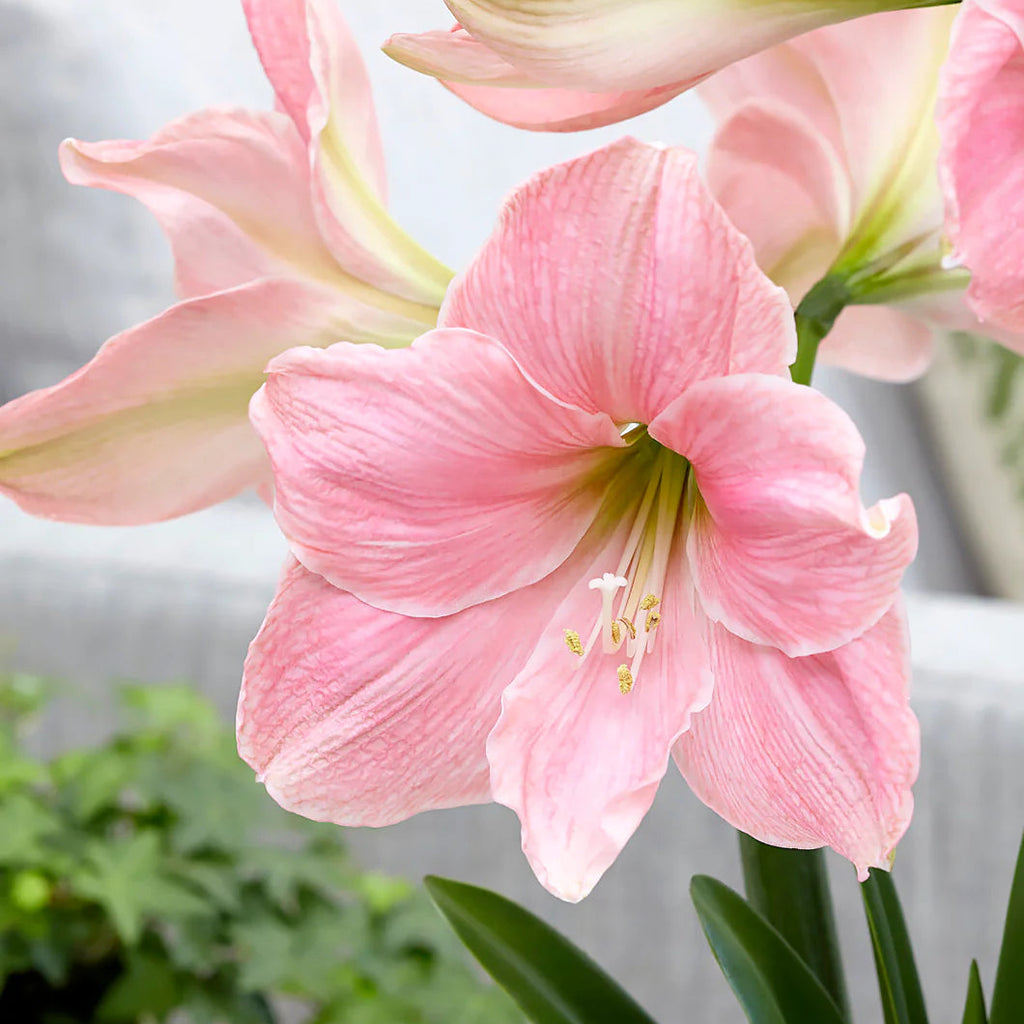 Amaryllis Rose