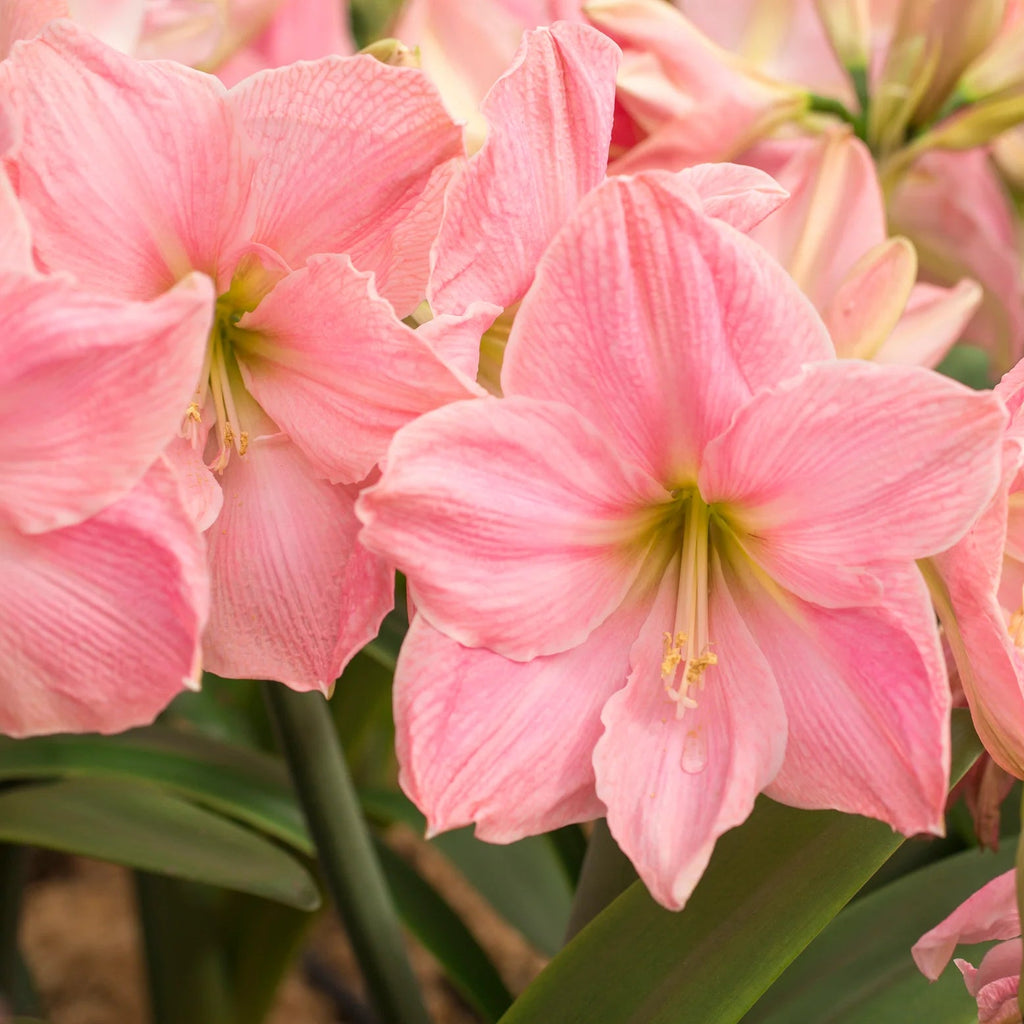 Amaryllis Rose