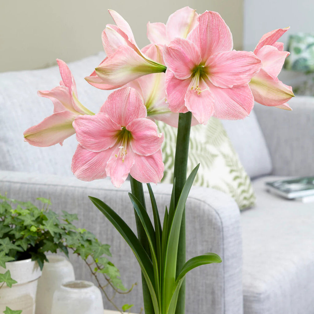 Amaryllis Rose