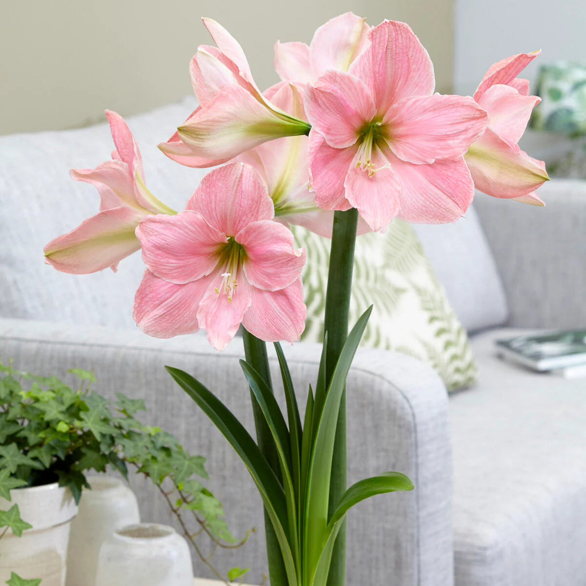 Amaryllis Rose