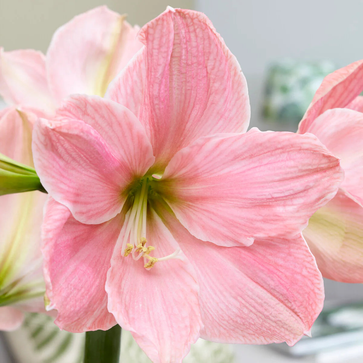 Amaryllis Rose