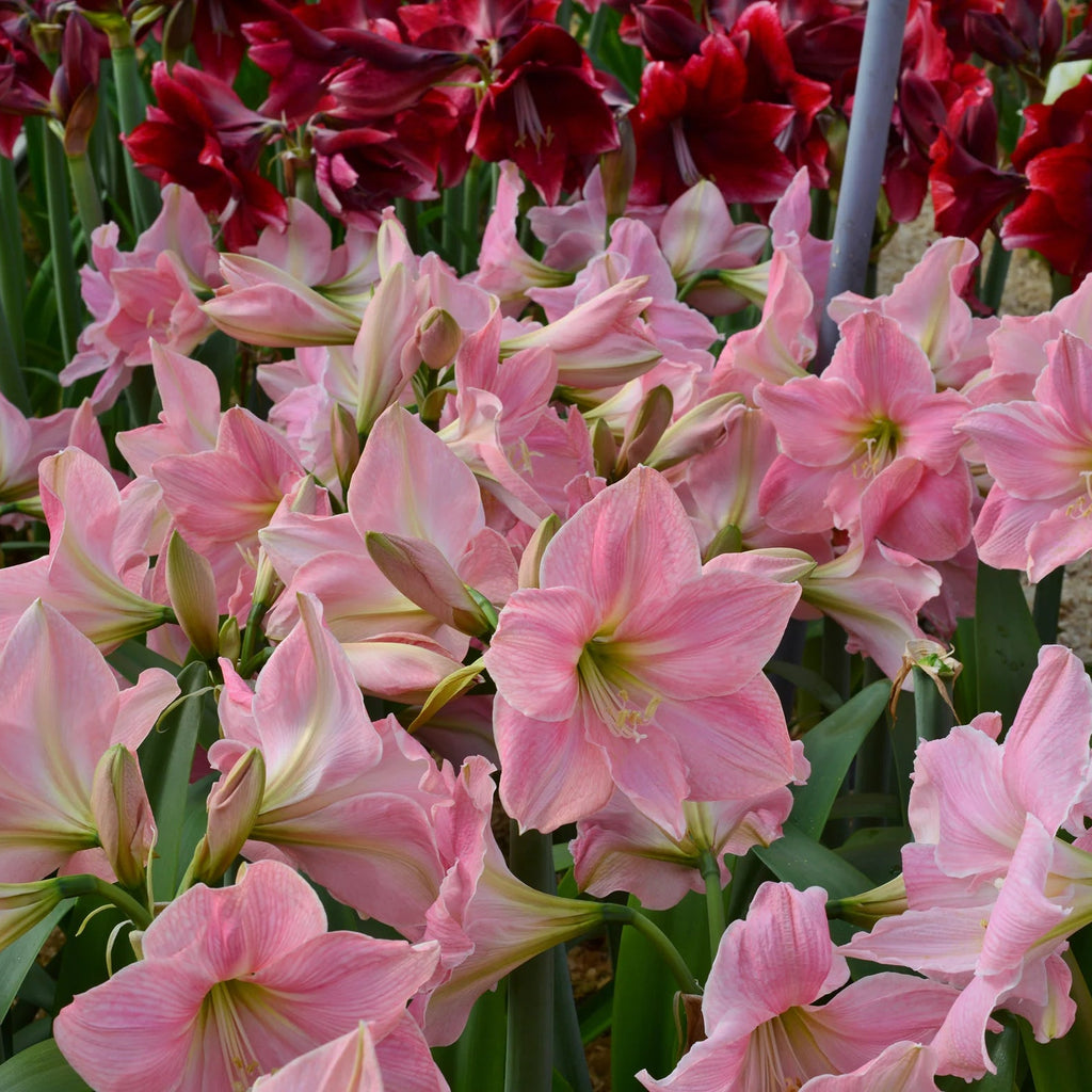 Amaryllis Rose