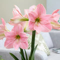 Amaryllis Rose