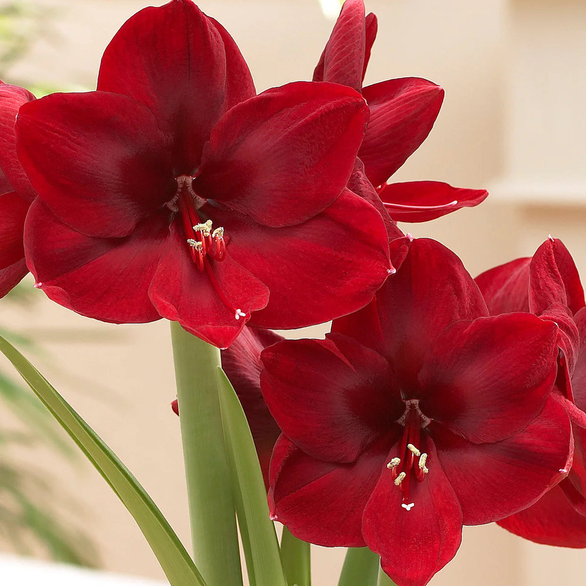 amaryllis-rouge