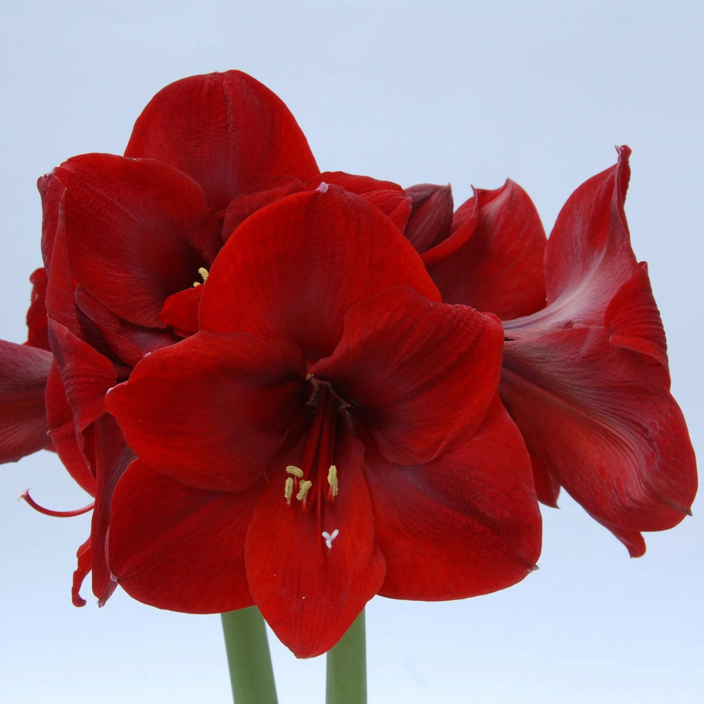 amaryllis-rouge