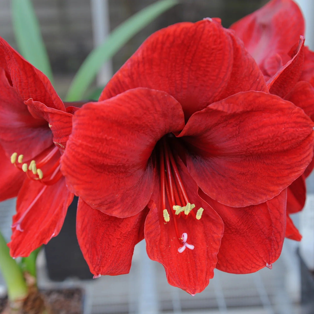 amaryllis-rouge