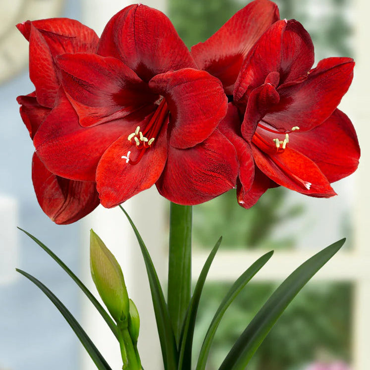 amaryllis-rouge