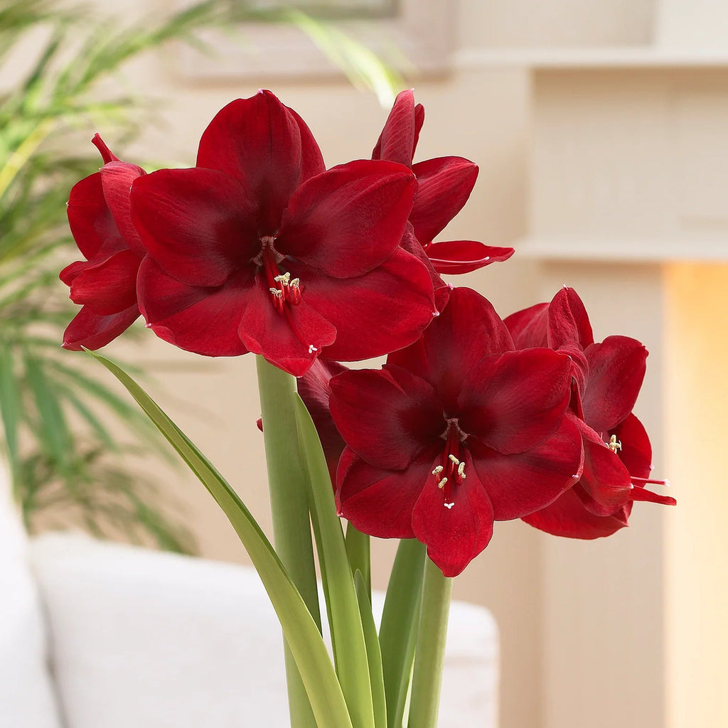 amaryllis-rouge