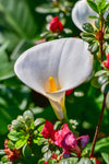 <strong>Arum</strong>