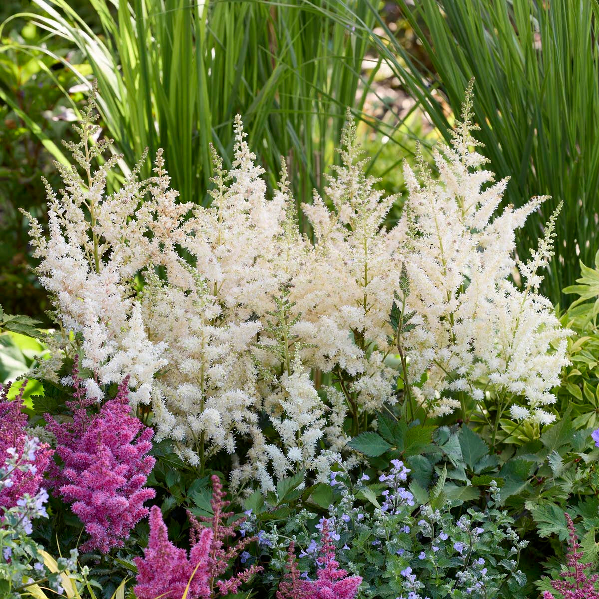 Astilbe 'Vision in White' Immagine