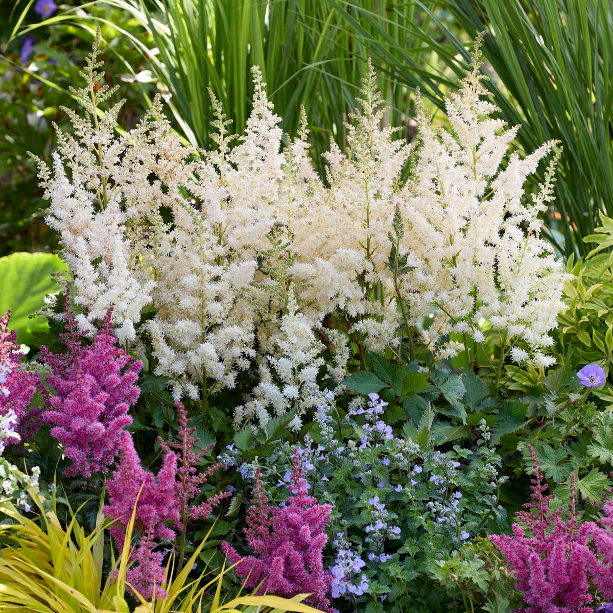Astilbe 'Vision in White'