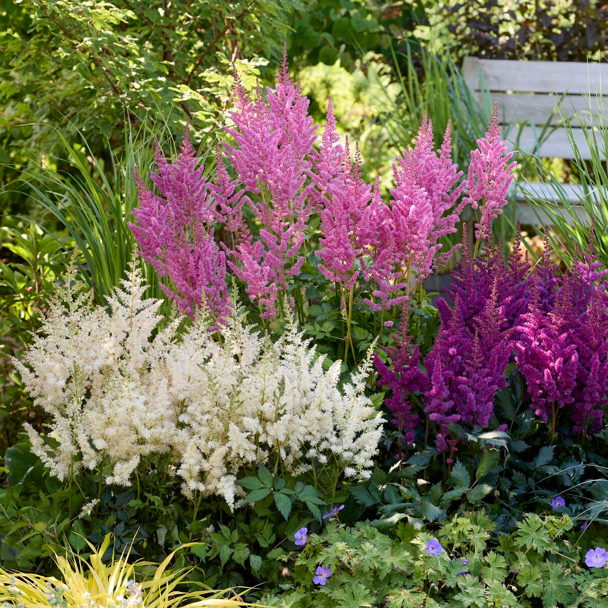 Astilbe 'Vision in White'