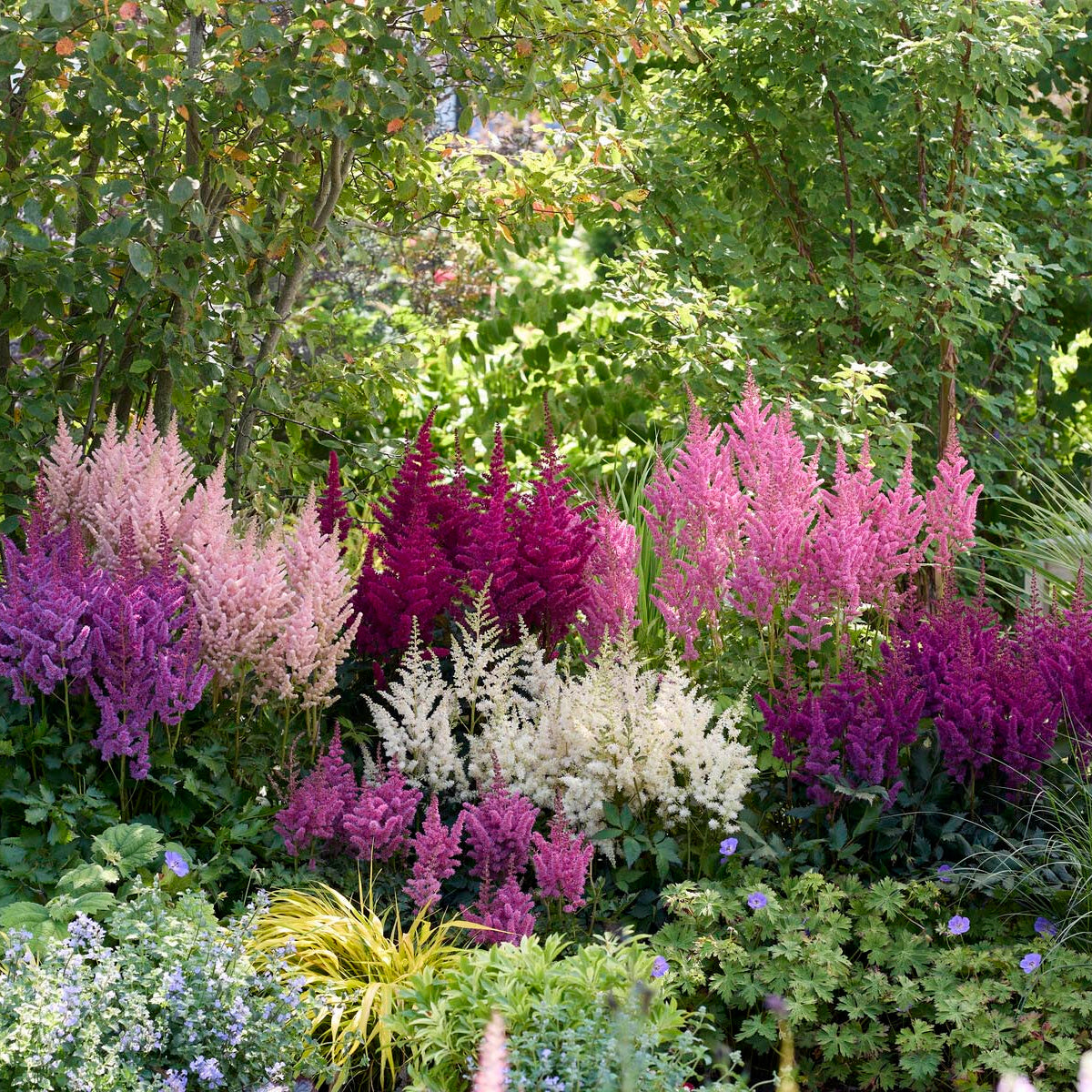 Astilbe 'Vision in White'