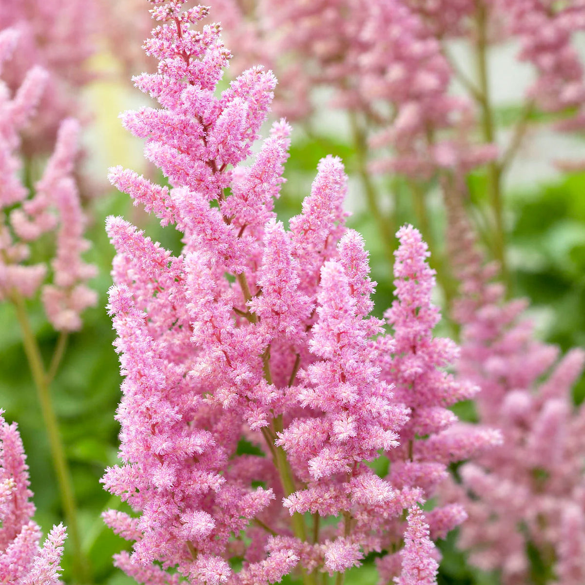 Astilbe 'Vision in Pink'