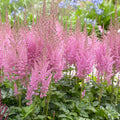 Astilbe 'Vision in Pink'