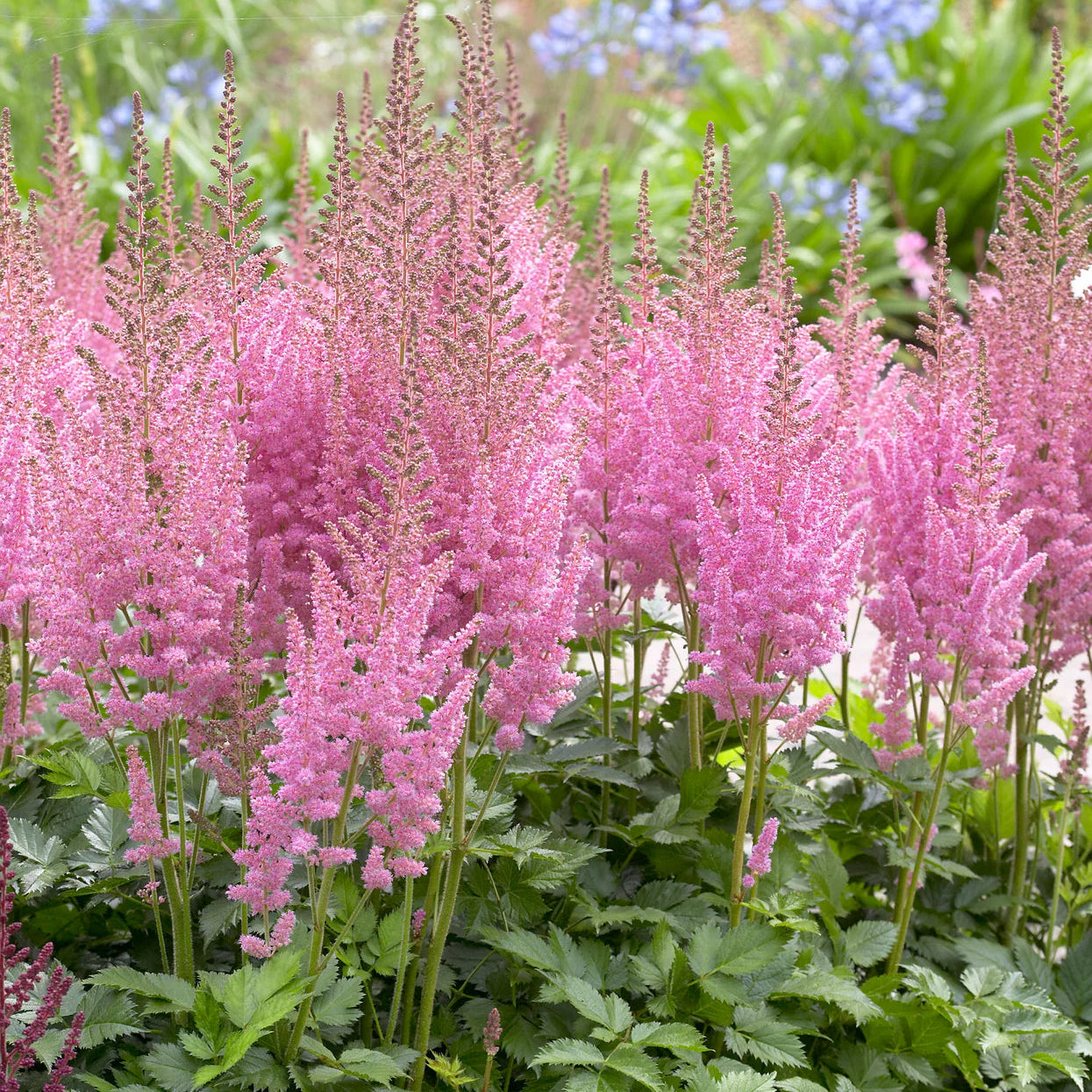 Astilbe 'Vision in Pink' Immagine