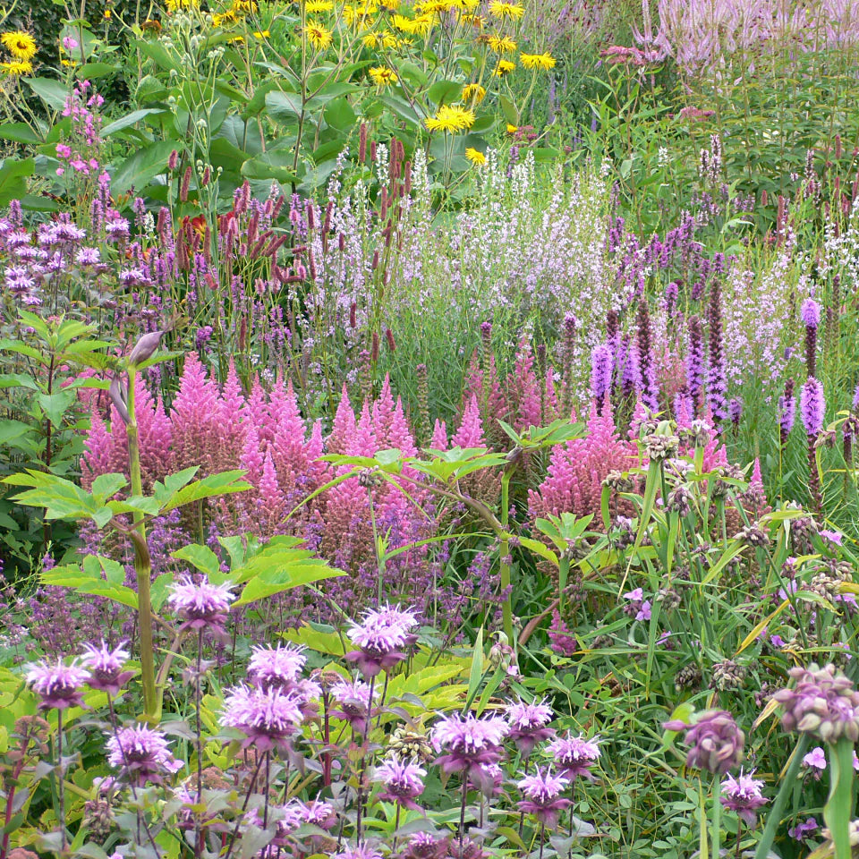 Astilbe 'Vision in Pink'
