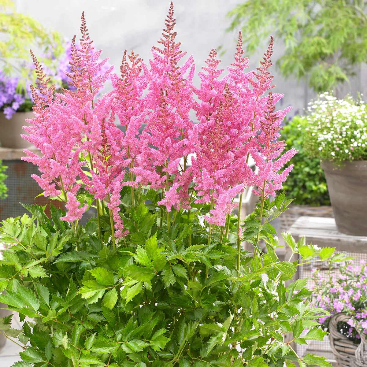 Astilbe 'Vision in Pink'