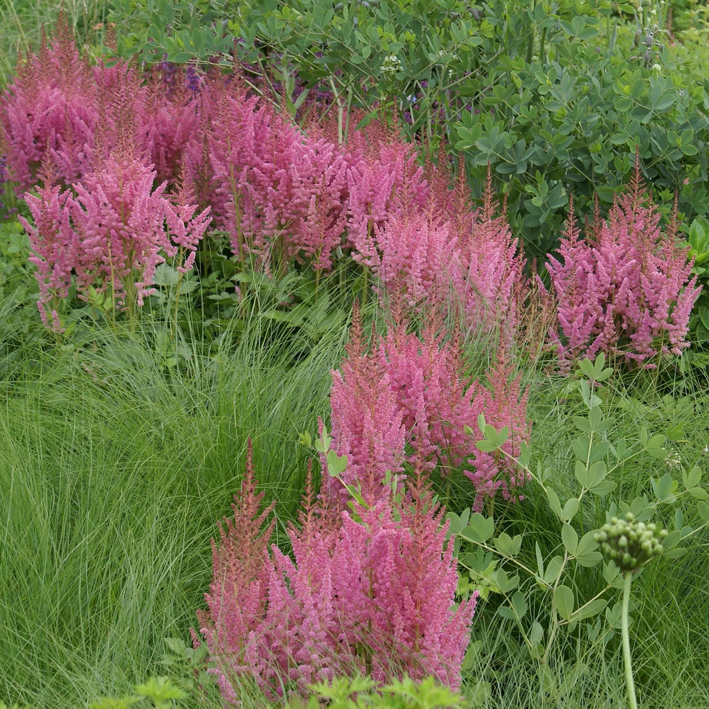 Astilbe 'Vision in Pink'