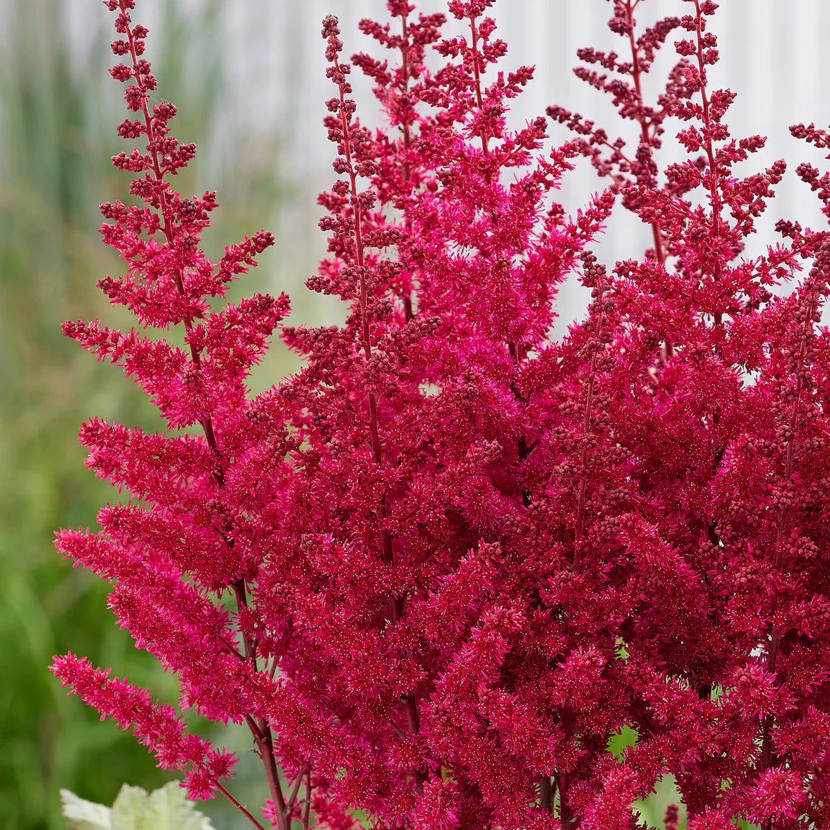 Astilbe 'Vision Volcano'