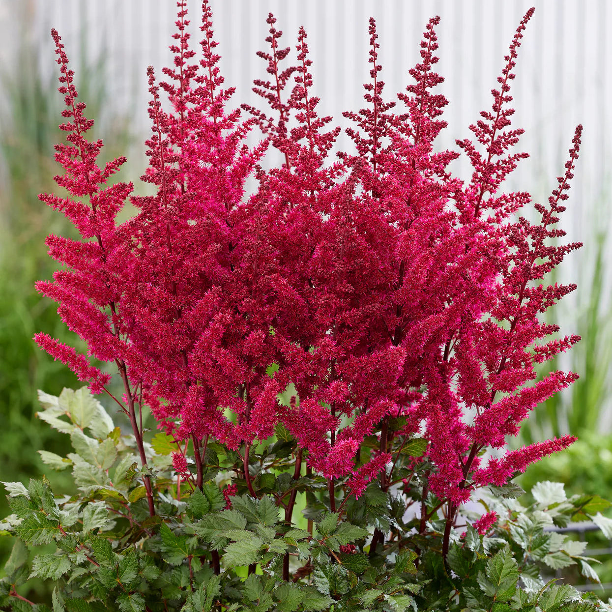 Astilbe 'Vision Volcano' Imagen