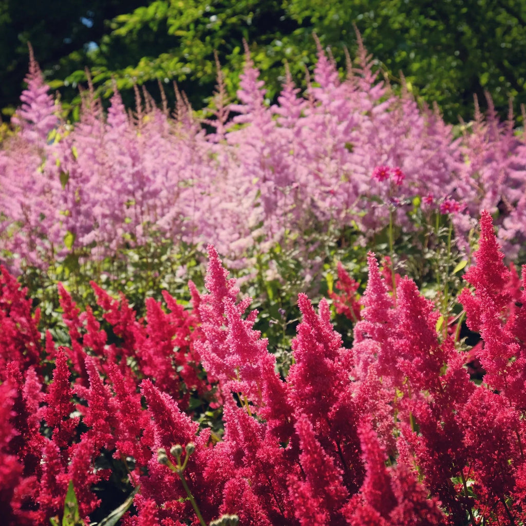 Astilbe 'Vision Volcano'
