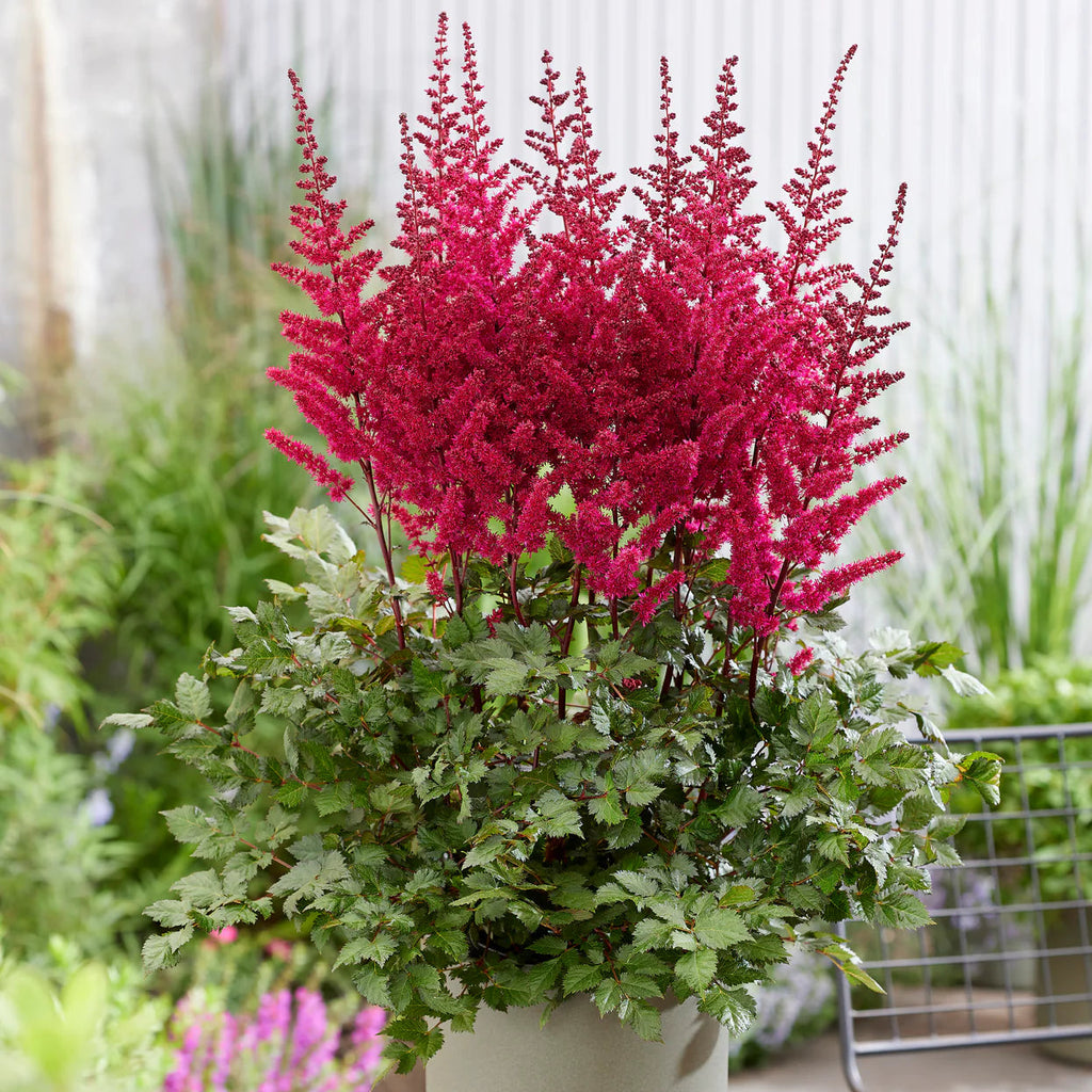 Astilbe 'Vision Volcano'