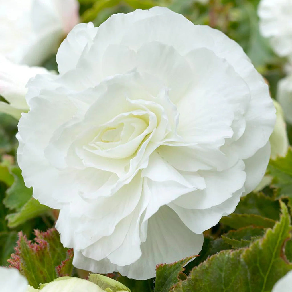 begonia-double-blanc