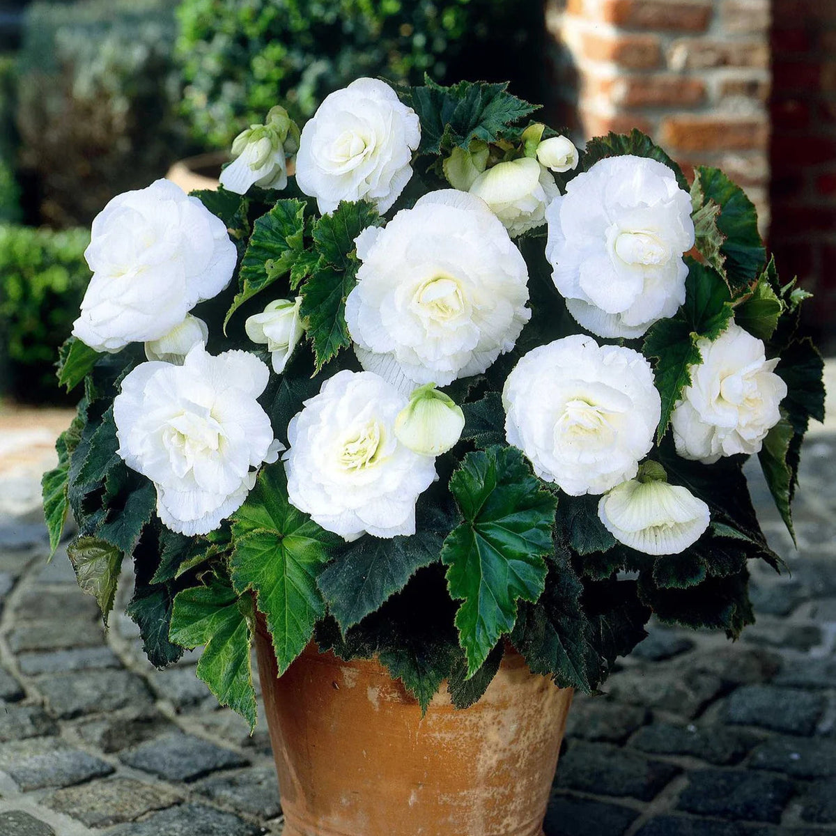 begonia-double-blanc-
