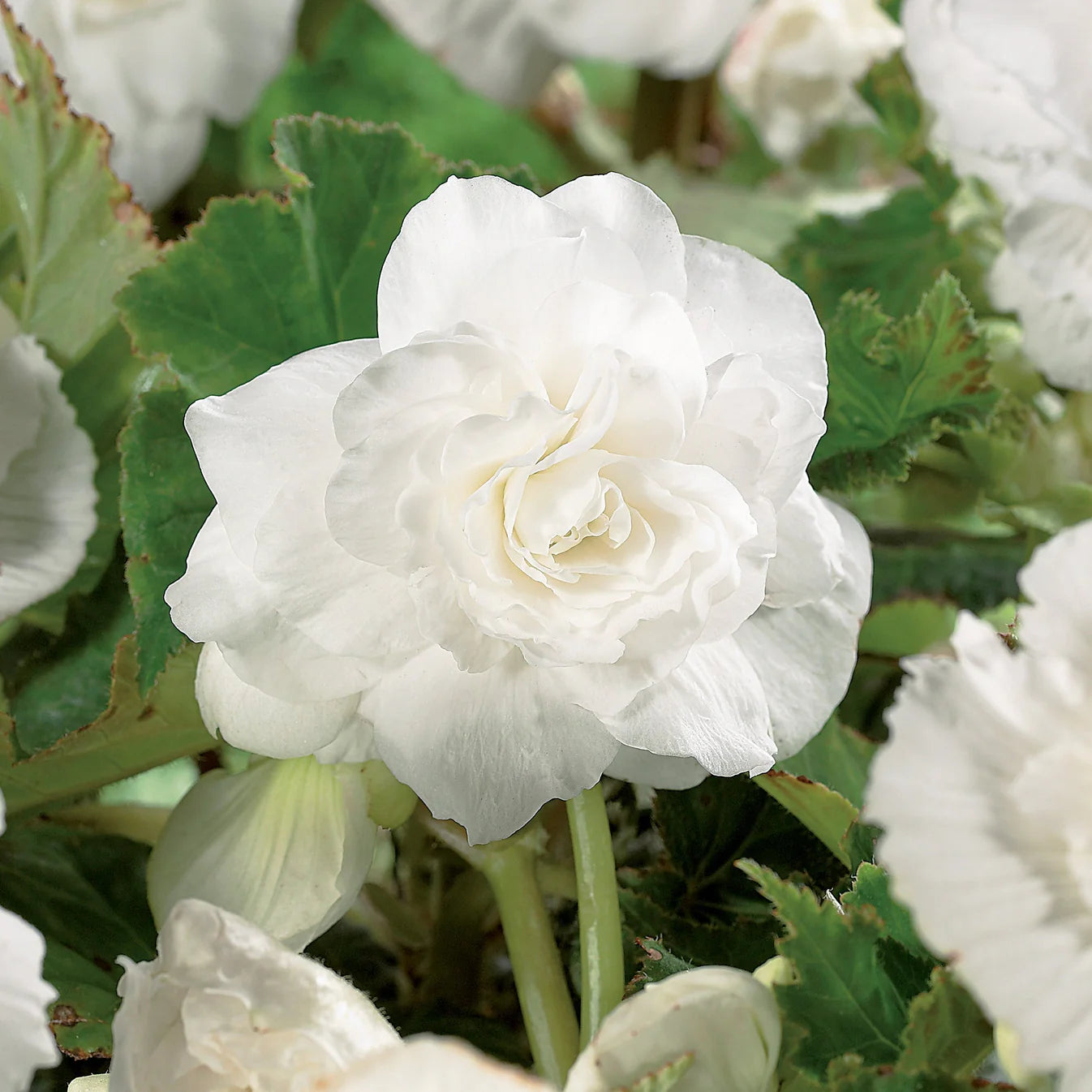 begonia-double-blanc Immagine