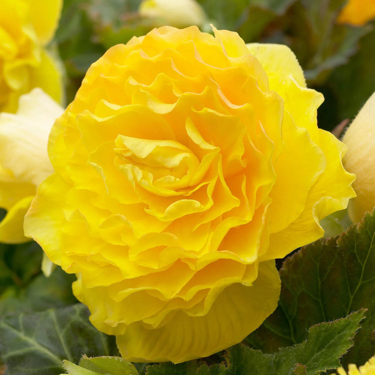 begonia-double-jaune