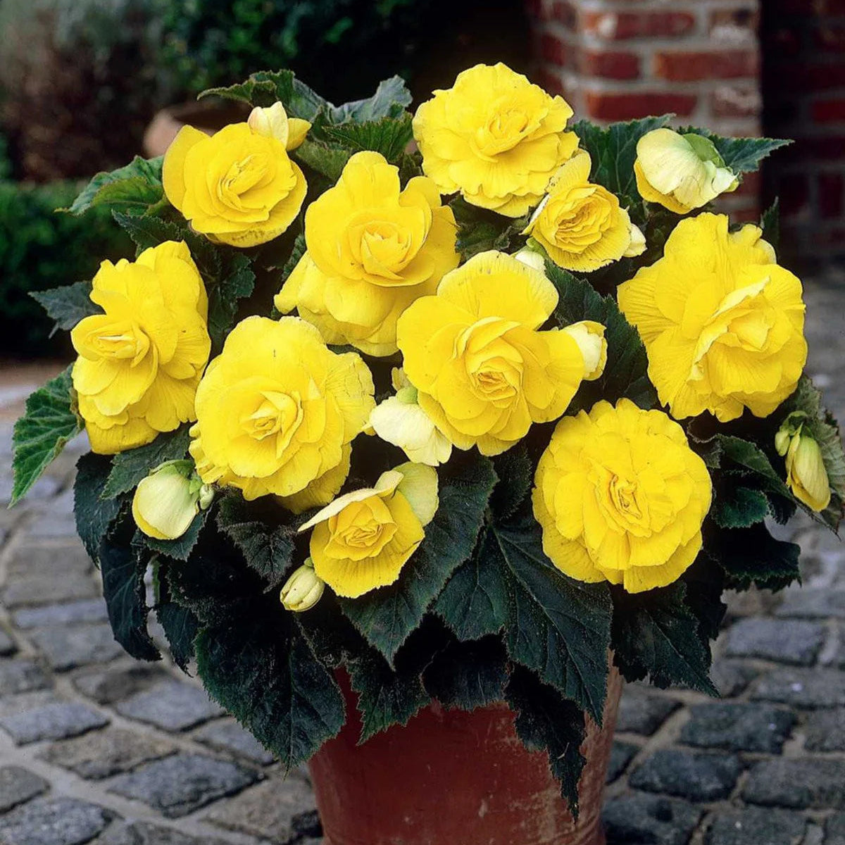 begonia-double-jaune
