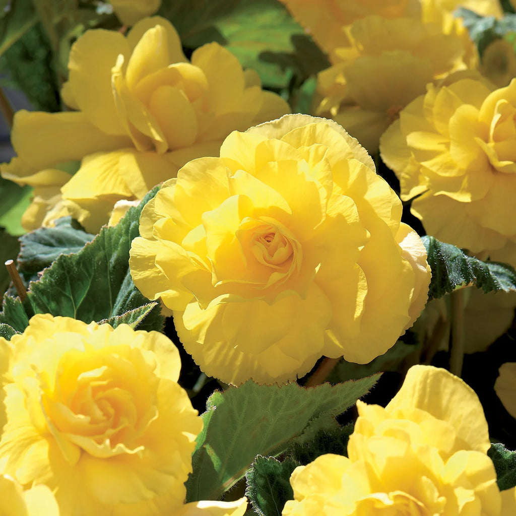 Bégonia Double Jaune