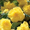 Bégonia Double Jaune