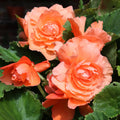 begonia-double-orange
