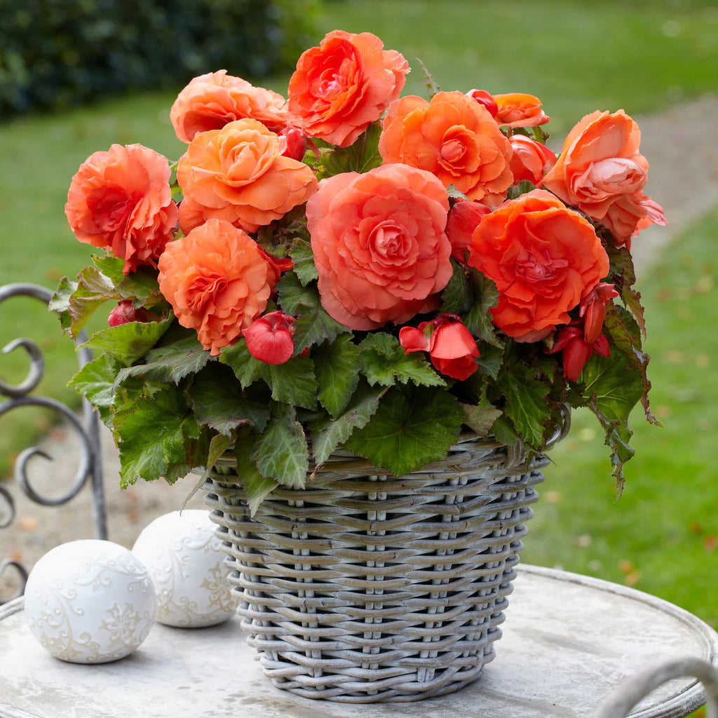 begonia-double-orange