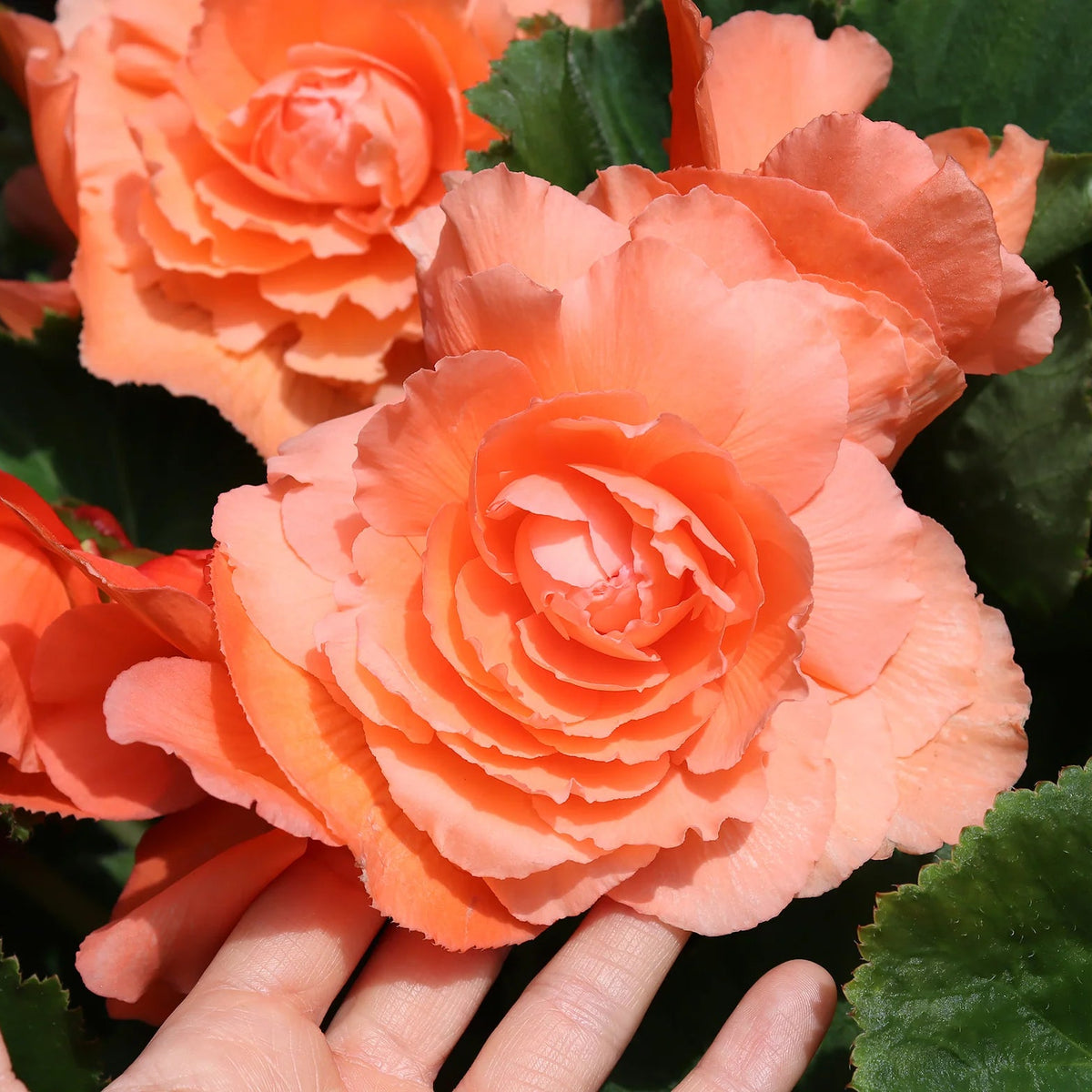 begonia-double-orange