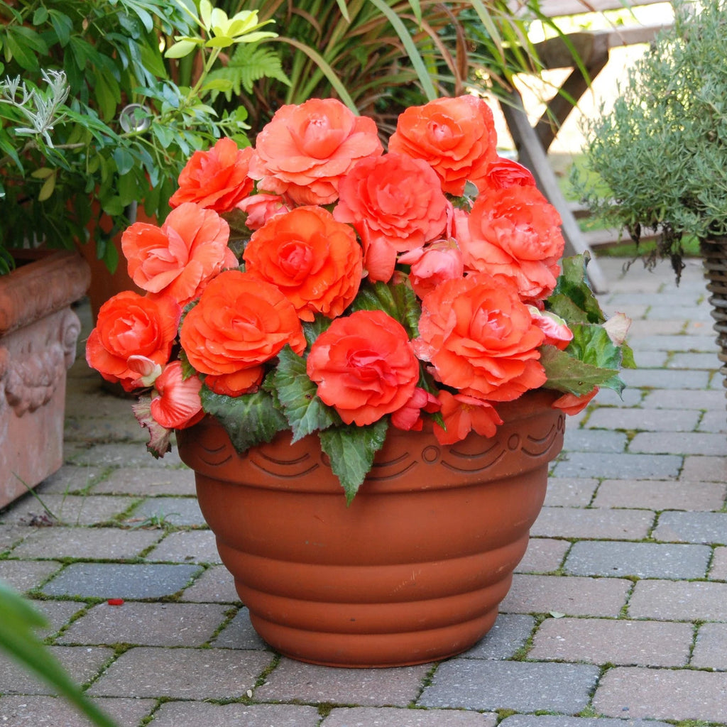 begonia-double-orange
