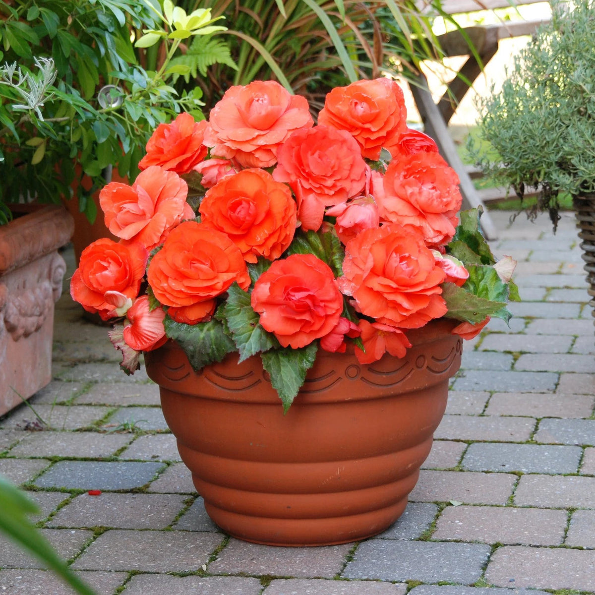 begonia-double-orange