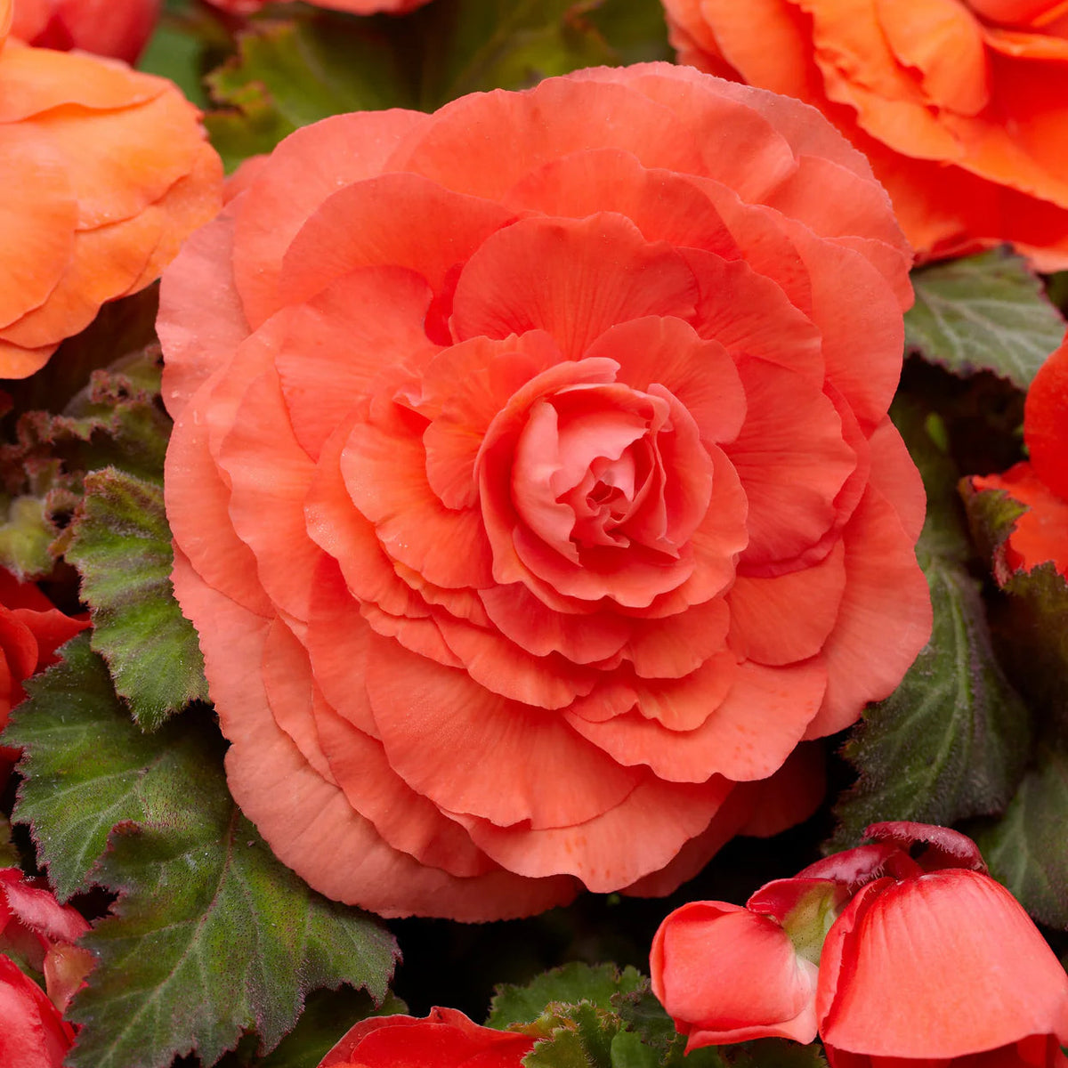 begonia-double-orange