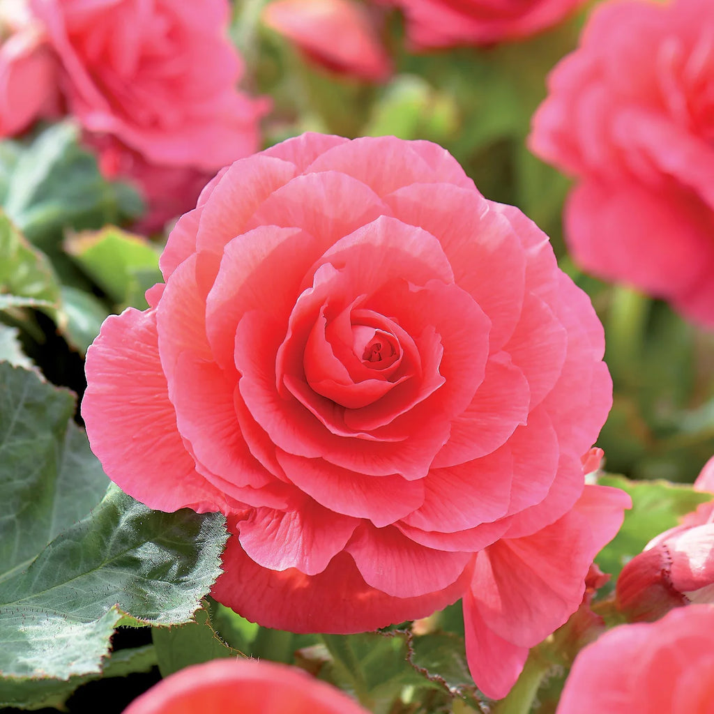 begonia-double-rose
