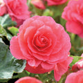 begonia-double-rose